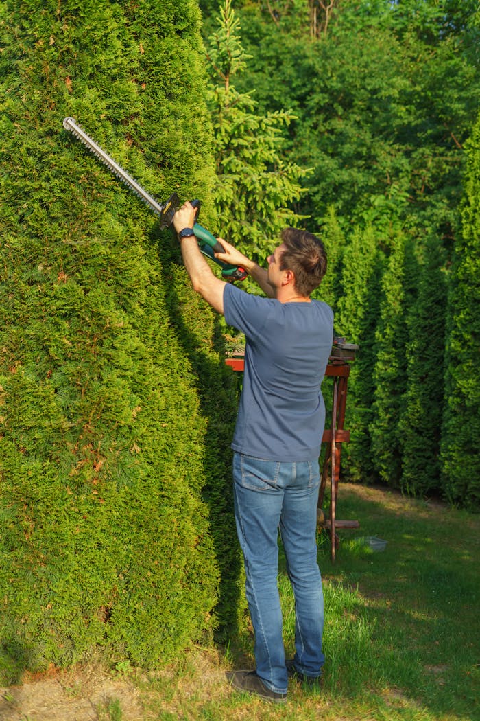 A man expertly trims tall hedges with an electric trimmer in a lush, green garden.